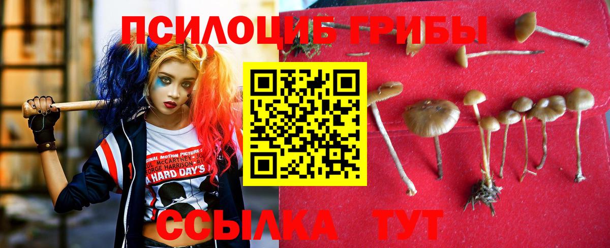 Кинешма  Псилоцибиновые грибы Psilocybe  Вход с VPN 